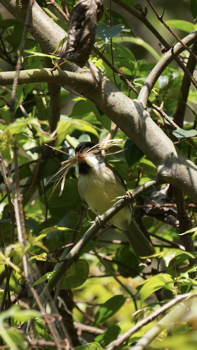 Gray-headed Parrotbill - ML556425111