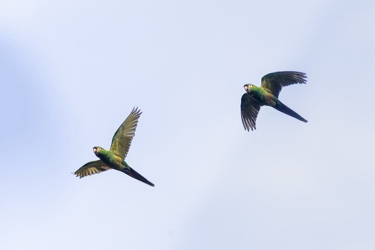 Conure à pinceaux d'or - ML556426881