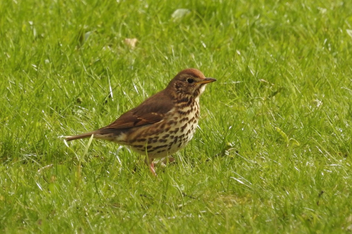 Song Thrush - ML556426931