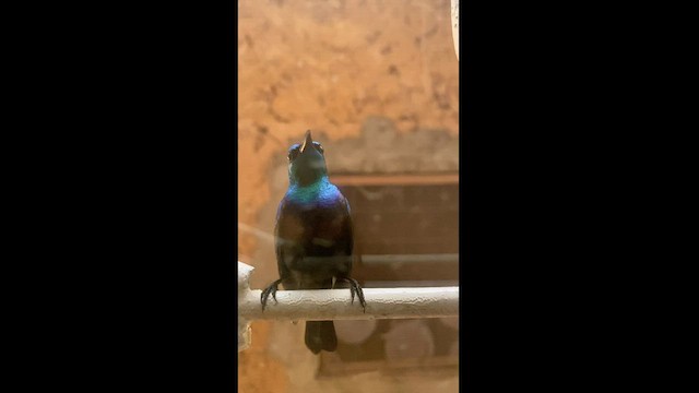 Purple-banded Sunbird - ML556427061