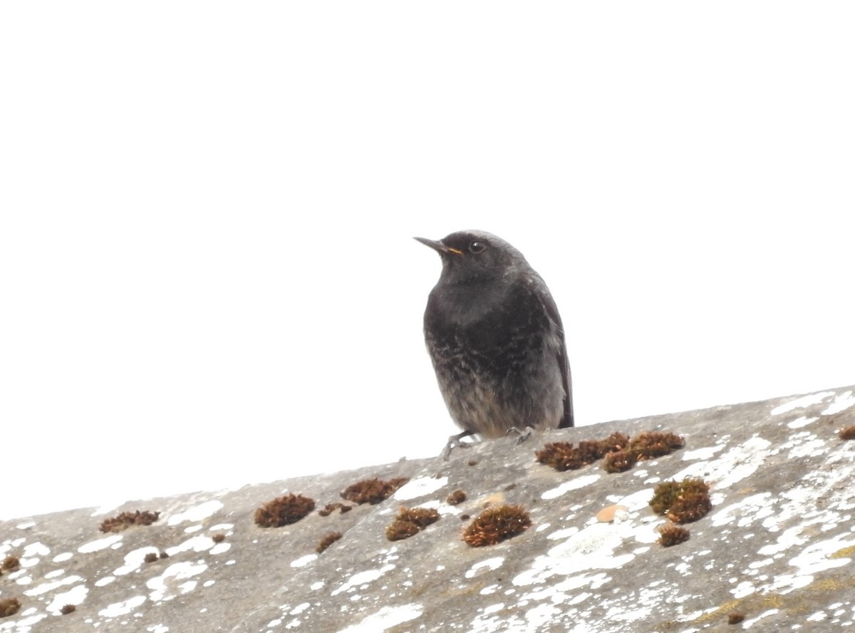 Black Redstart - ML556427141