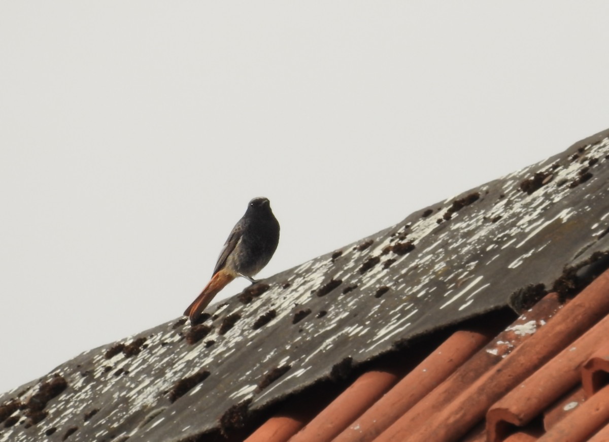 Black Redstart - ML556427151