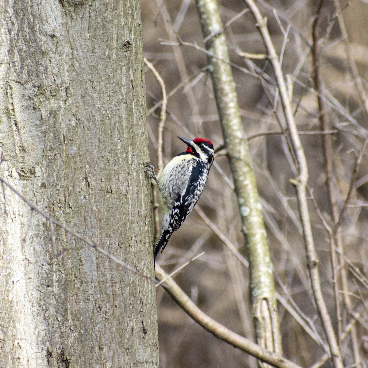 Yellow-bellied Sapsucker - ML556427261