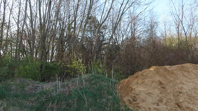 White-throated Sparrow - ML556427931