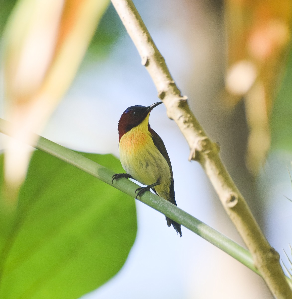 Lovely Sunbird - ML55642941