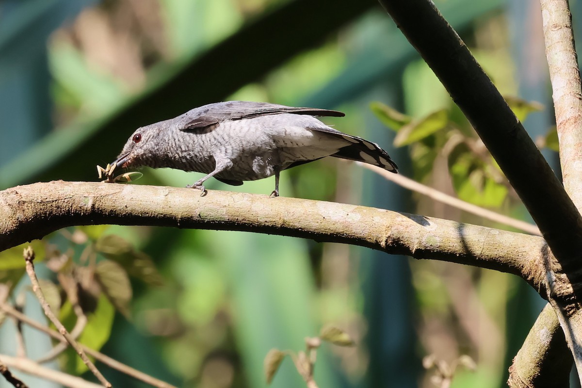 Lesser Cuckooshrike - ML556430001