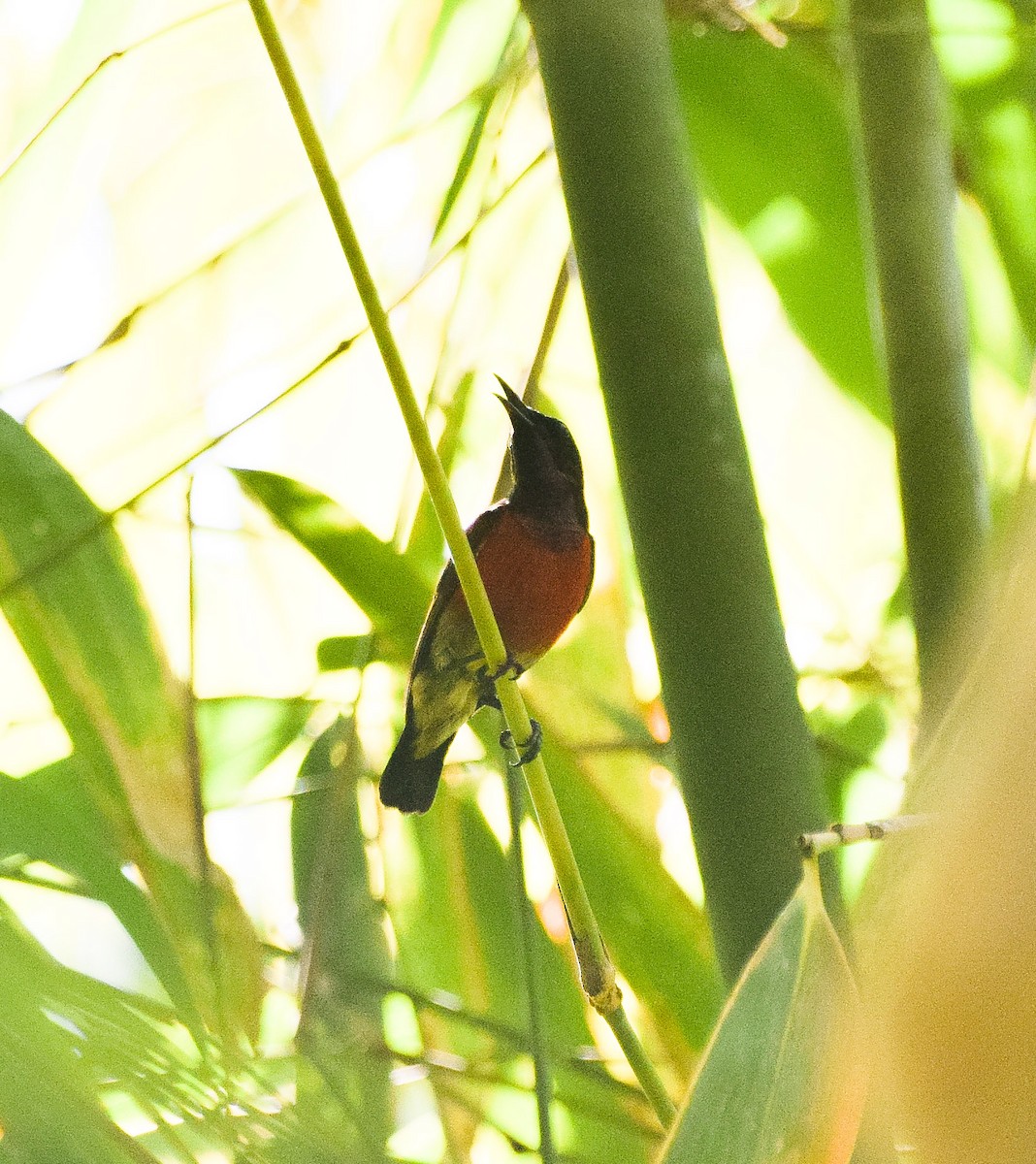 Purple-throated Sunbird - ML55643051