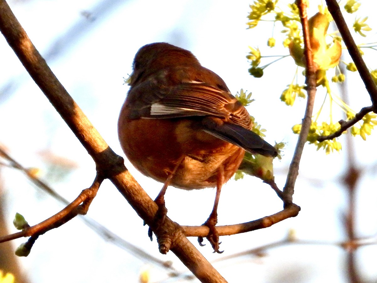 ワキアカトウヒチョウ - ML556430541