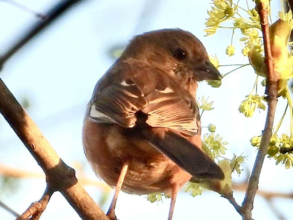 ワキアカトウヒチョウ - ML556430551