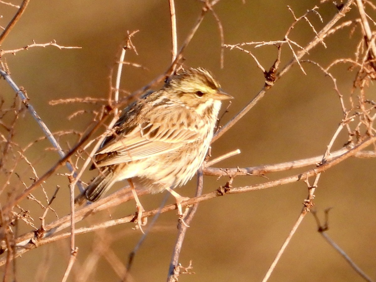 Savannah Sparrow - ML556430611