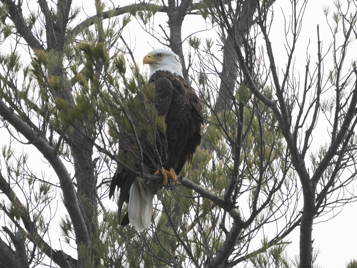 Bald Eagle - Allen Schenck