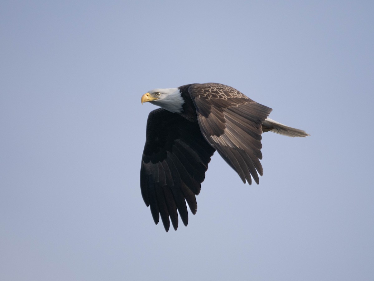 Bald Eagle - Allen Schenck