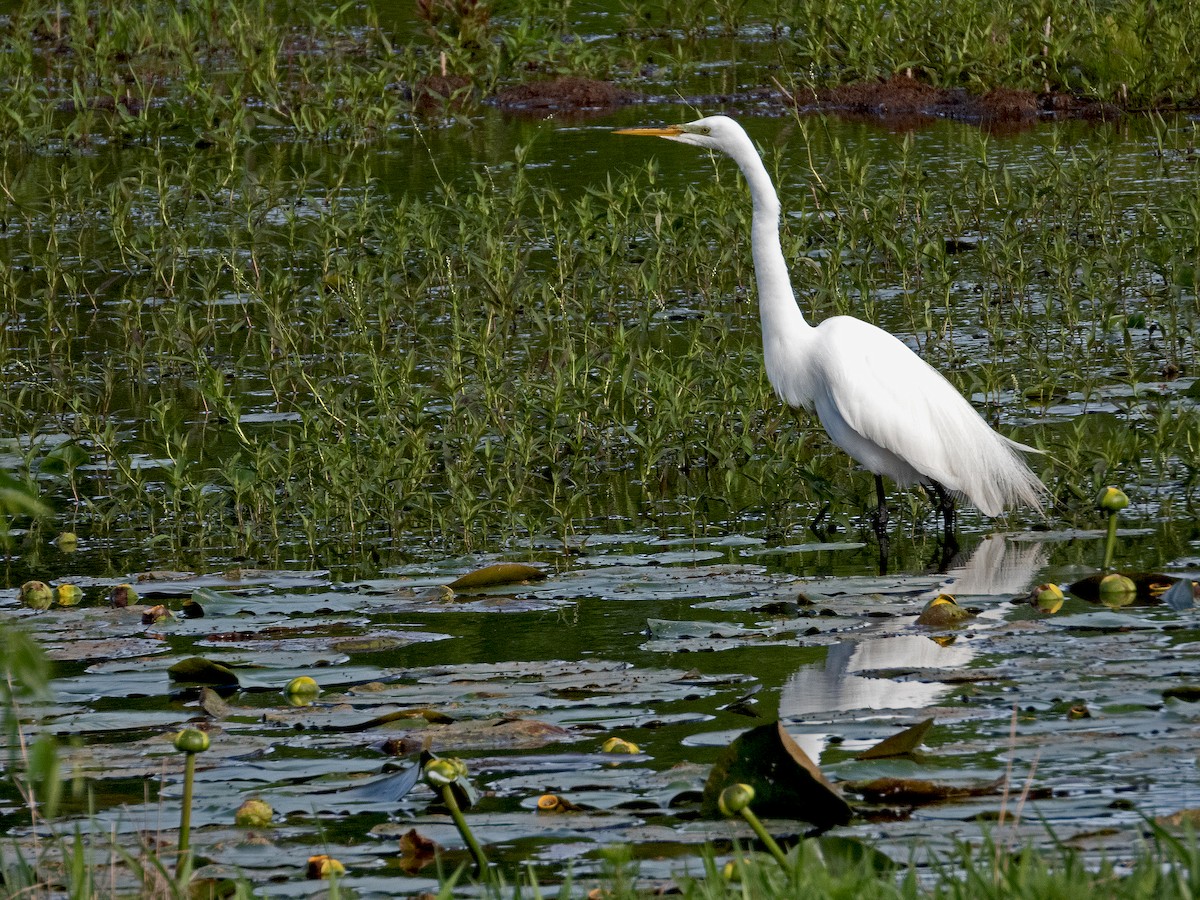 Great Egret - ML556432901