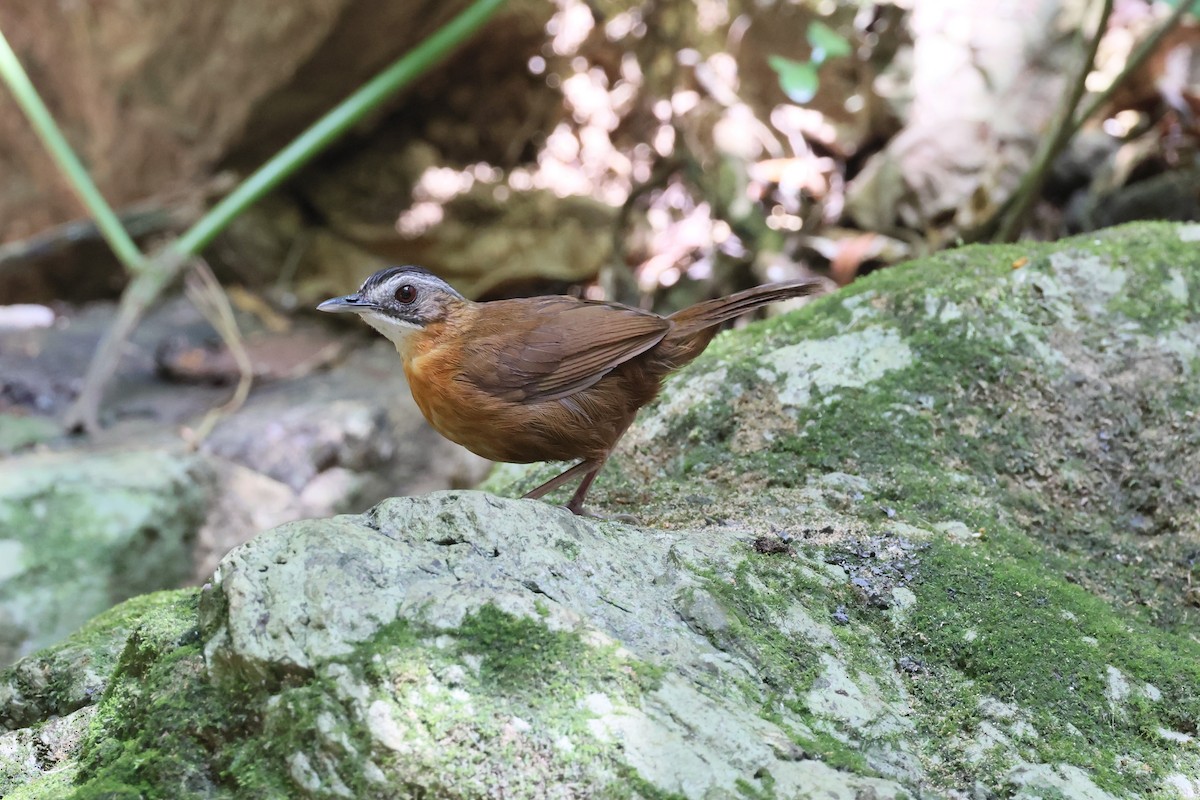 Malayan Black-capped Babbler - Peter Christiaen