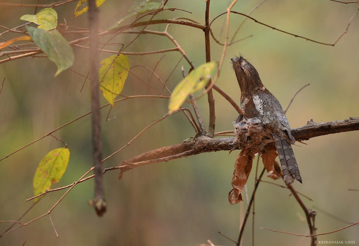 Blyth's Frogmouth - ML556434731