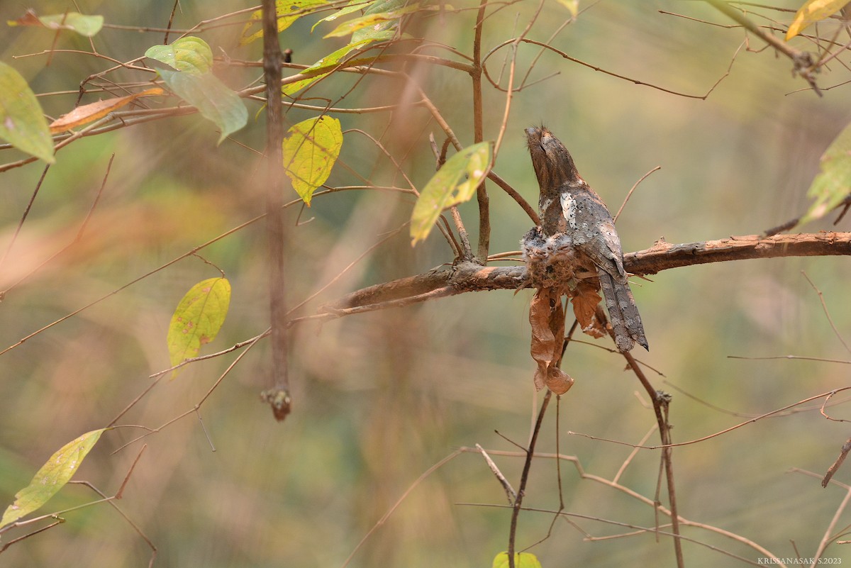 Blyth's Frogmouth - ML556434771