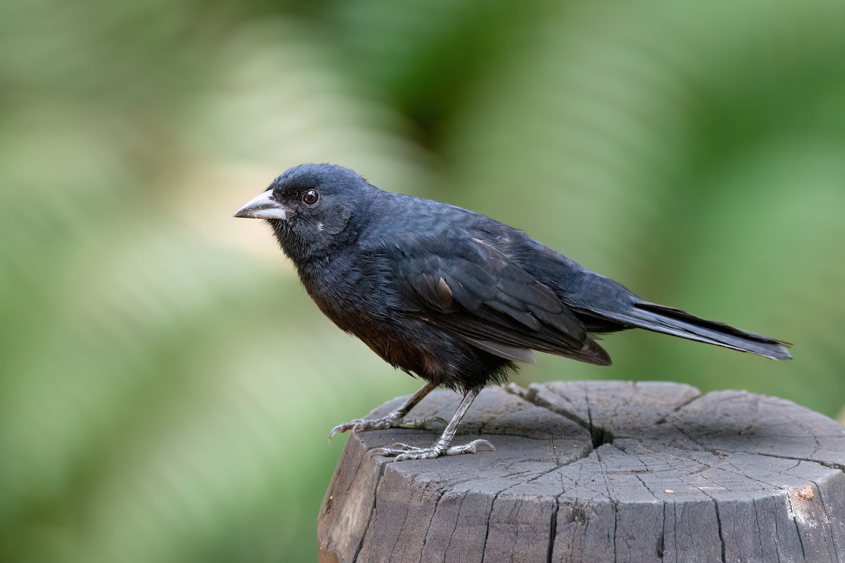 White-lined Tanager - ML556434821