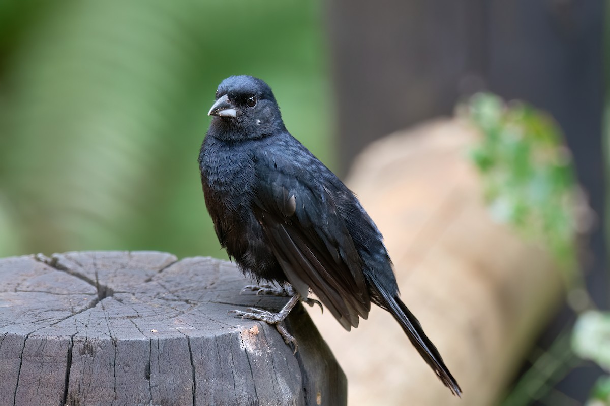 White-lined Tanager - ML556434831