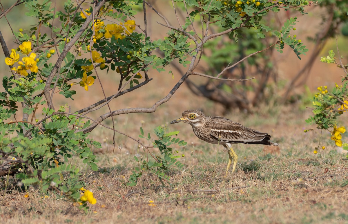 Indian Thick-knee - ML556435681