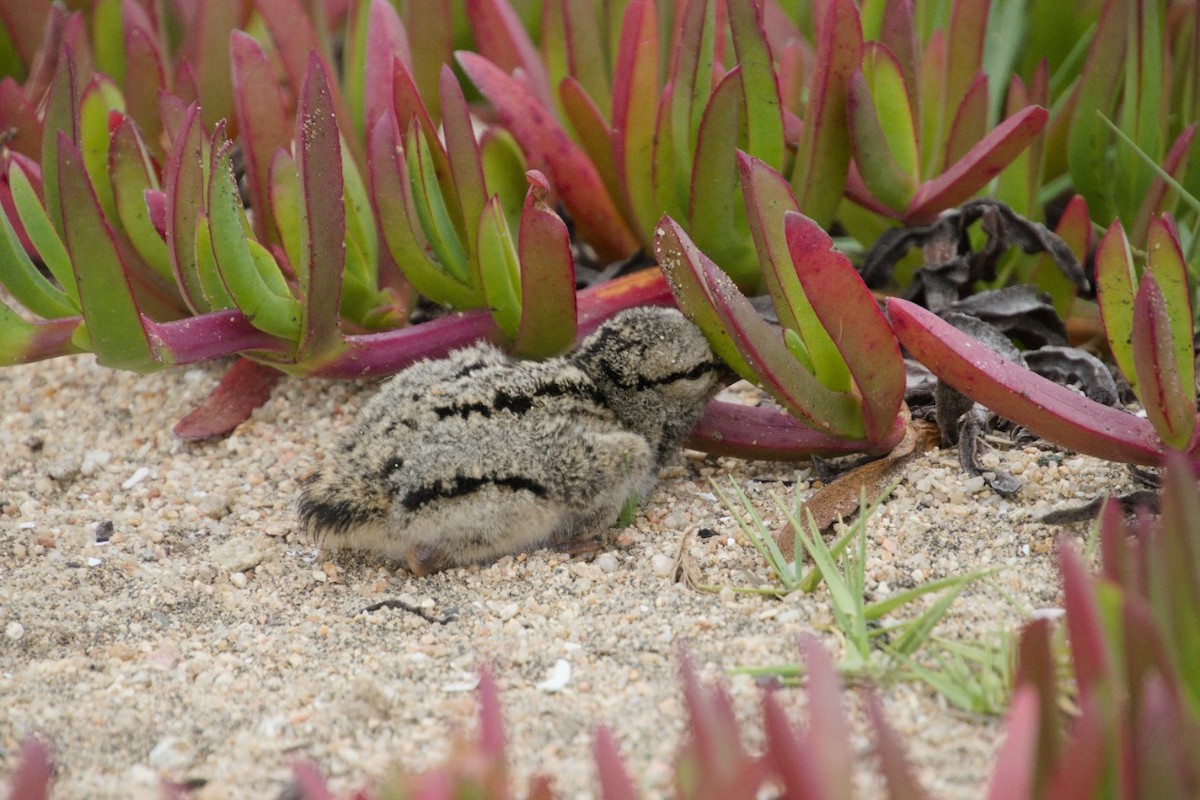 American Oystercatcher - ML556436271