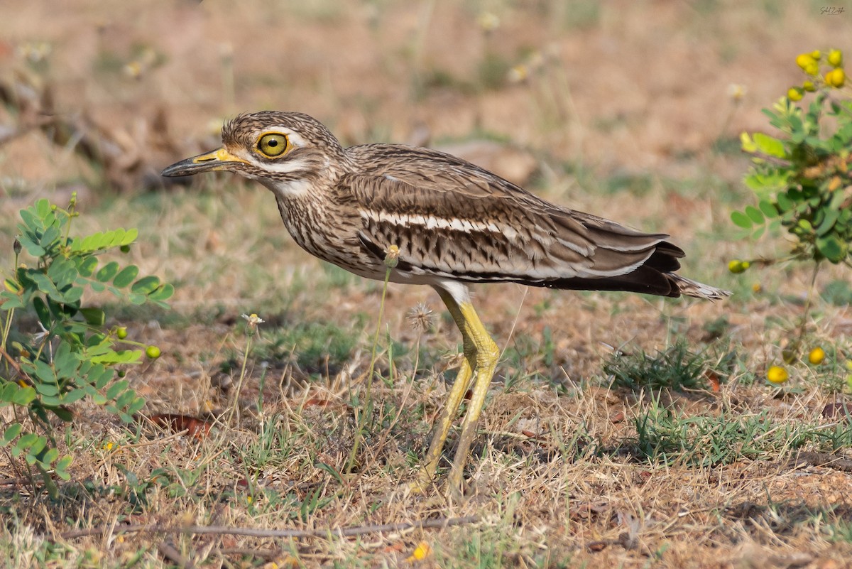 Indian Thick-knee - ML556436991