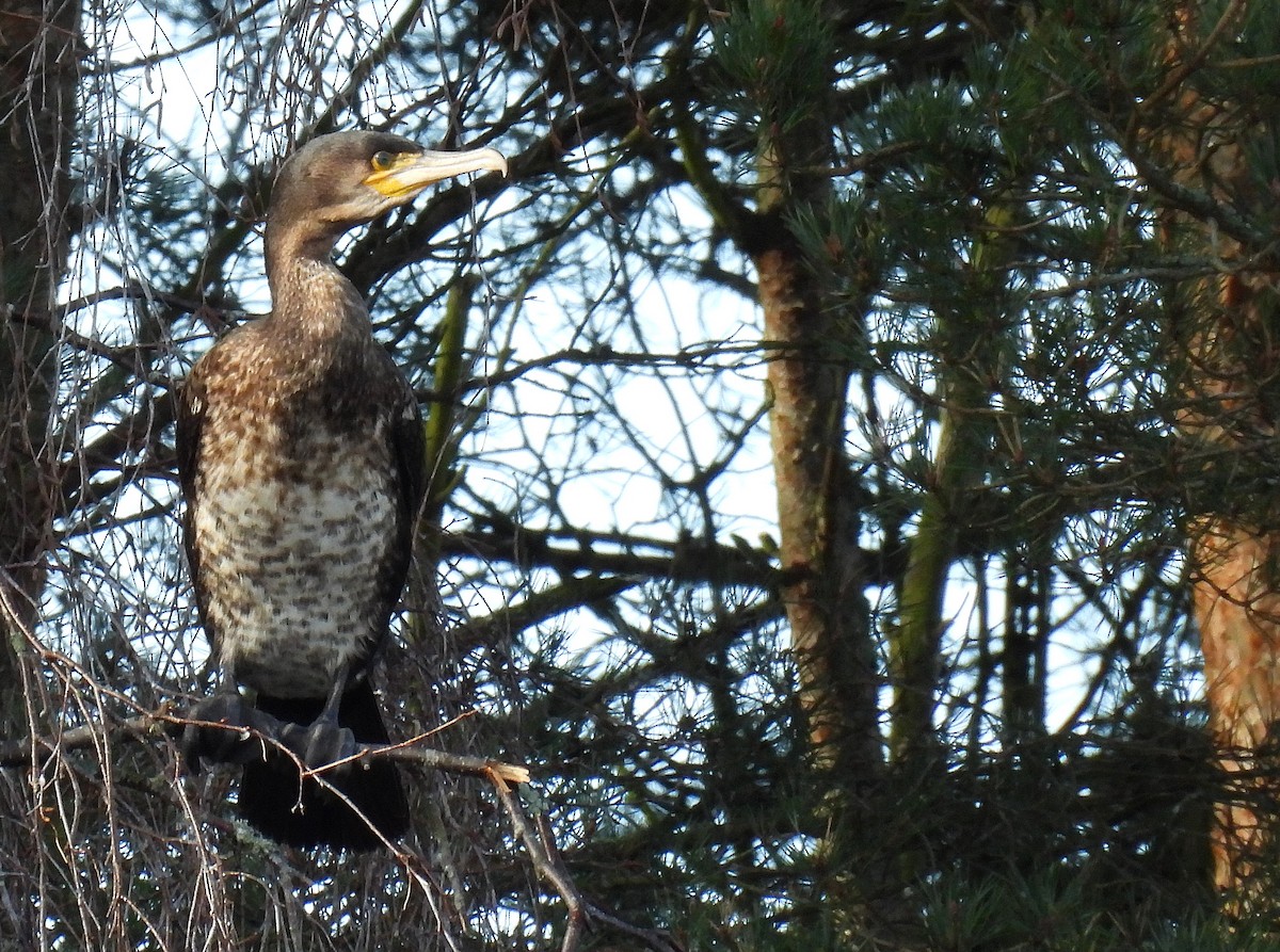 Great Cormorant - Andrew Stainthorpe