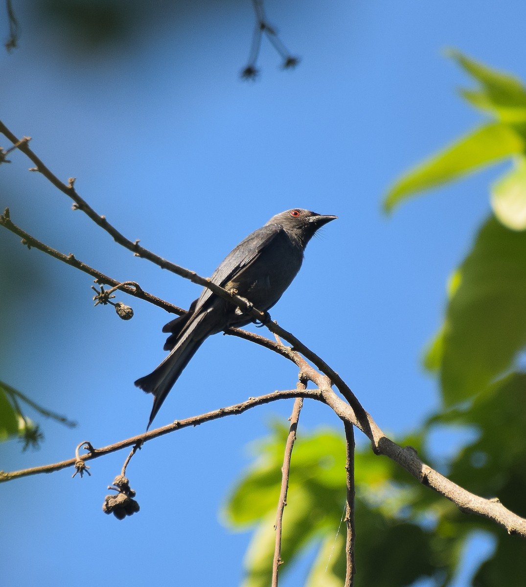 Ashy Drongo - Mhark Gatela