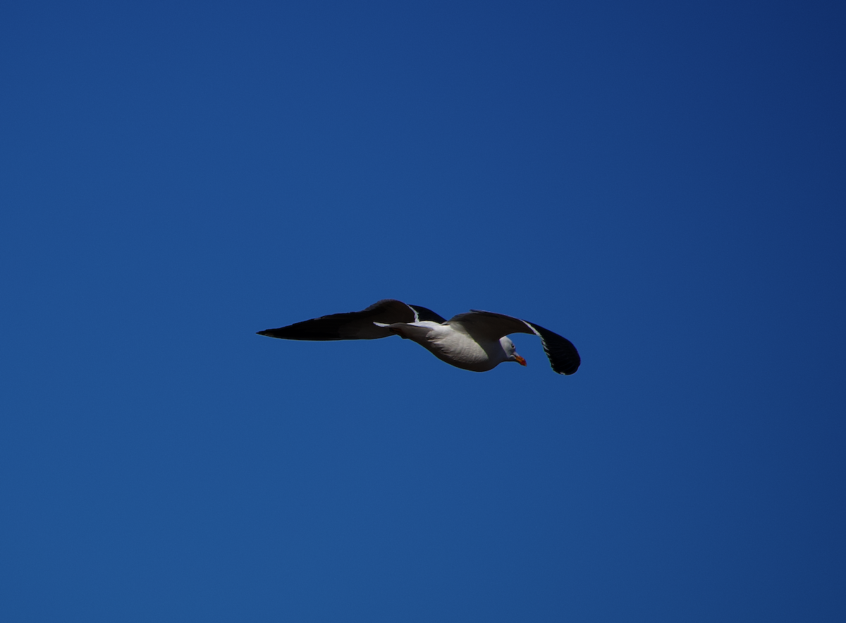 Lesser Black-backed Gull - ML556437481