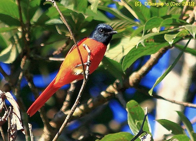 Scarlet Minivet - ML556439351