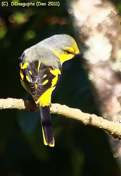 Scarlet Minivet - ML556439361