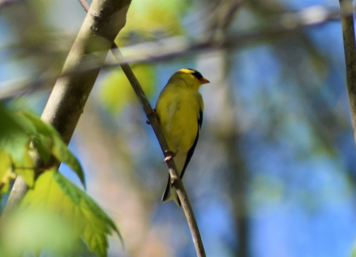American Goldfinch - ML556439821