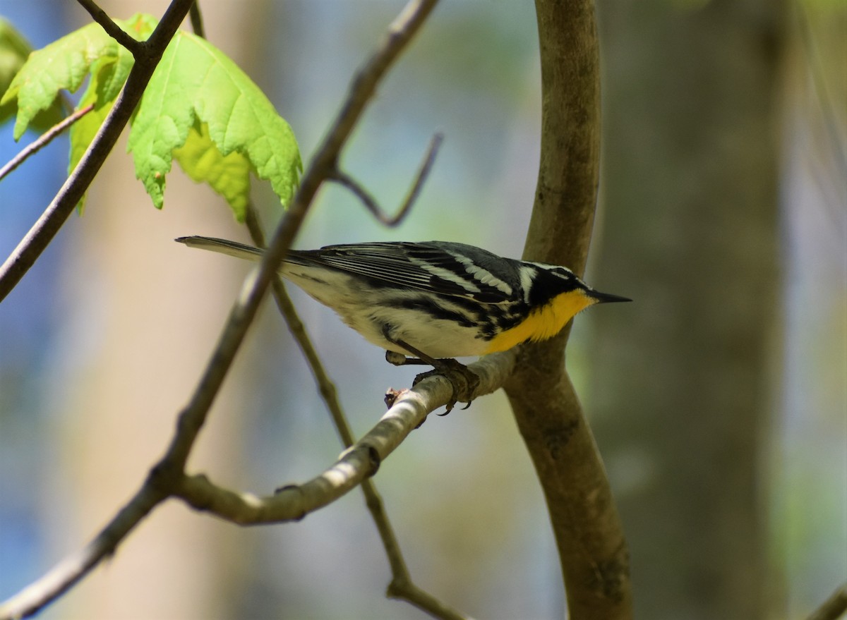 Yellow-throated Warbler - ML556440131