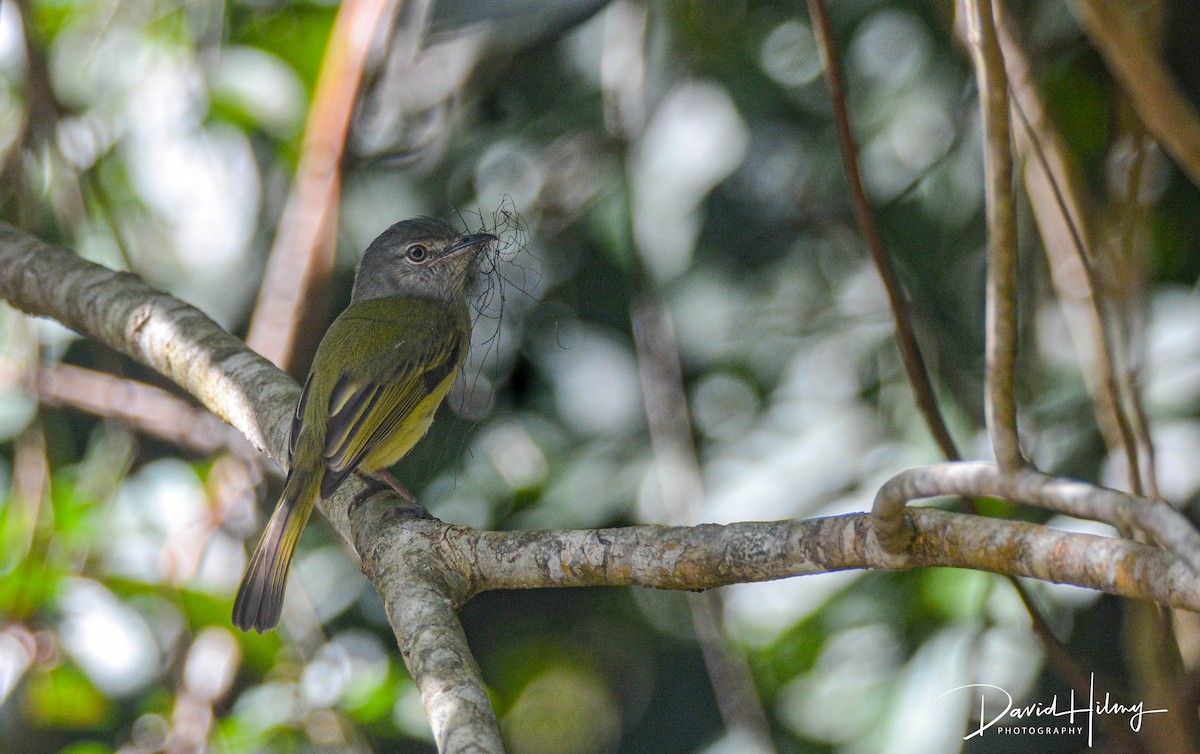 Yellow-olive Flatbill - ML556441201