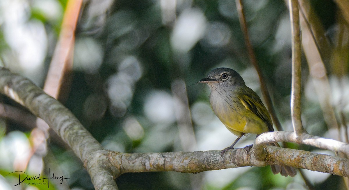 Yellow-olive Flatbill - ML556441211