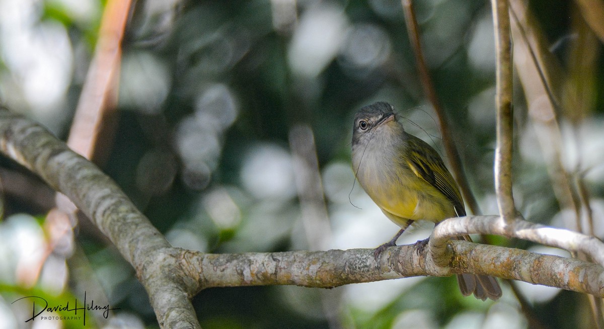 Yellow-olive Flatbill - ML556441221