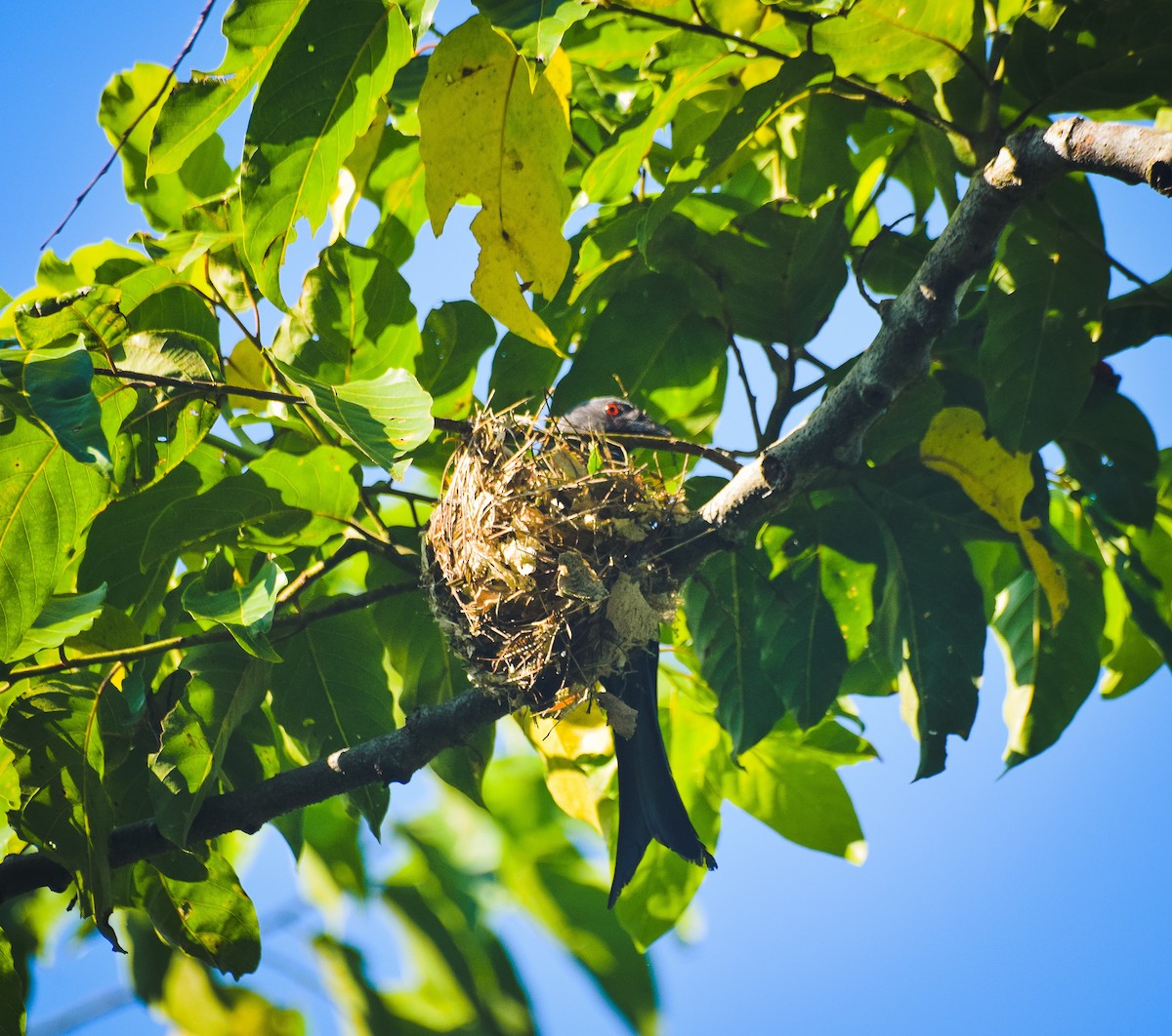 Ashy Drongo - ML55644161