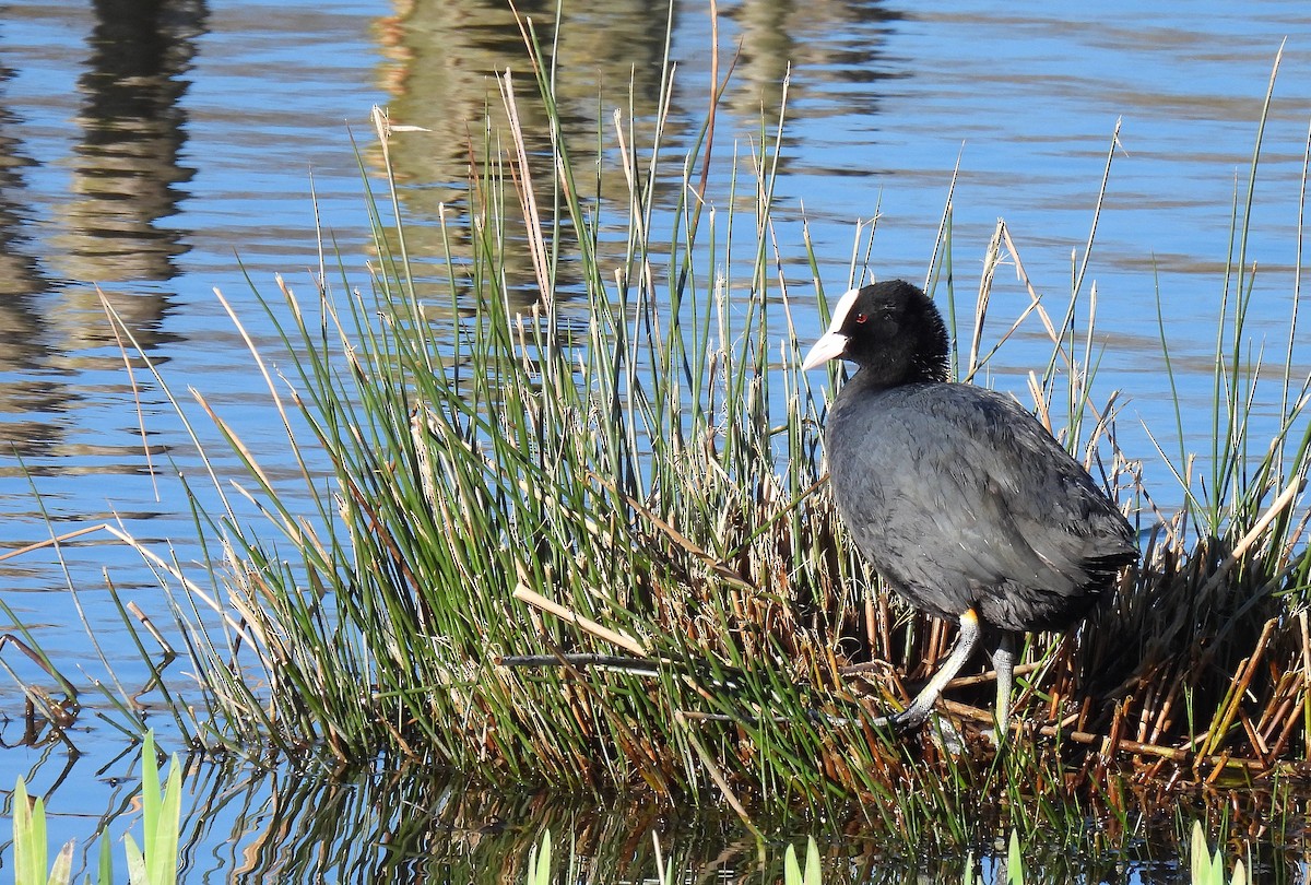 Eurasian Coot - Andrew Stainthorpe