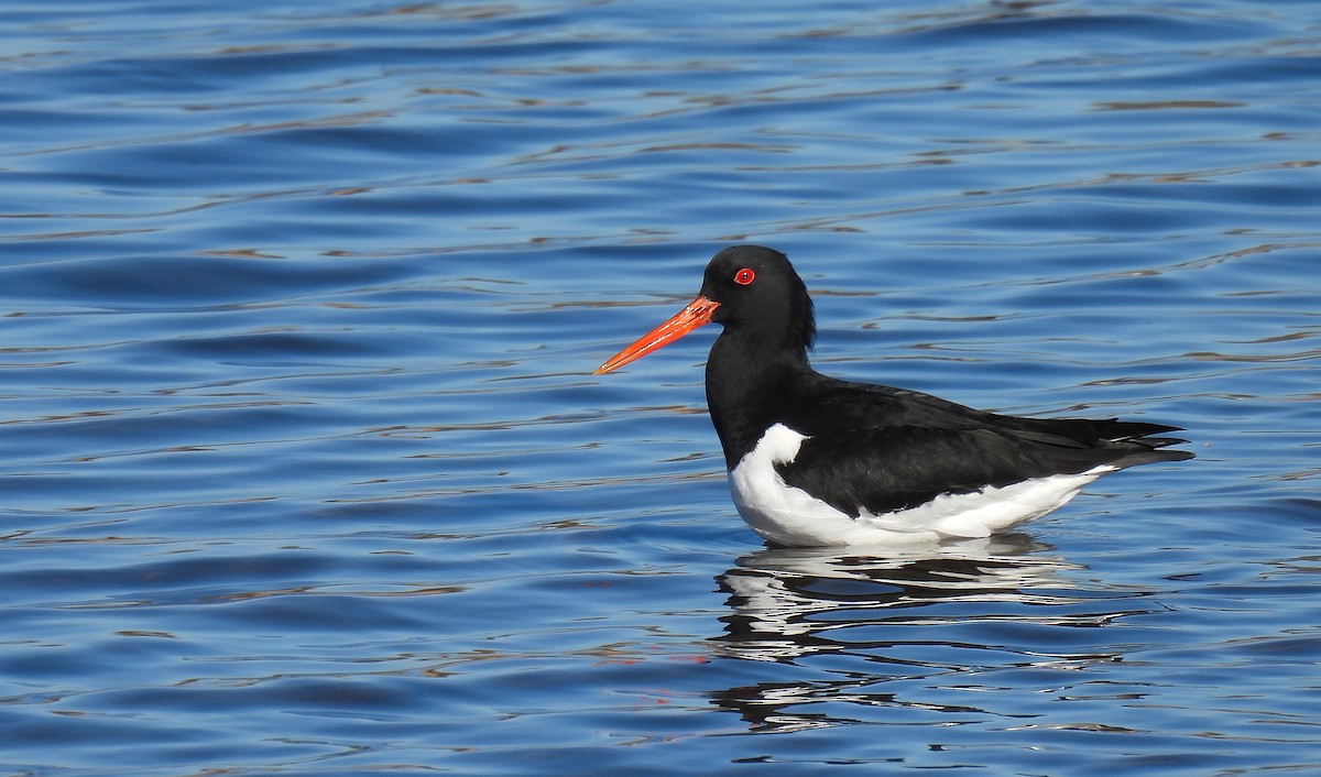 Eurasian Oystercatcher - ML556441851