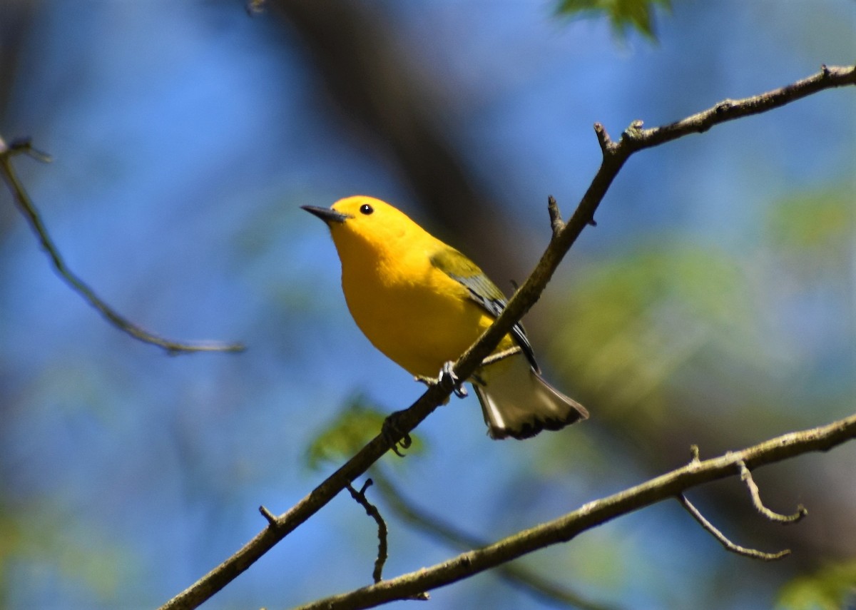 Prothonotary Warbler - ML556443041