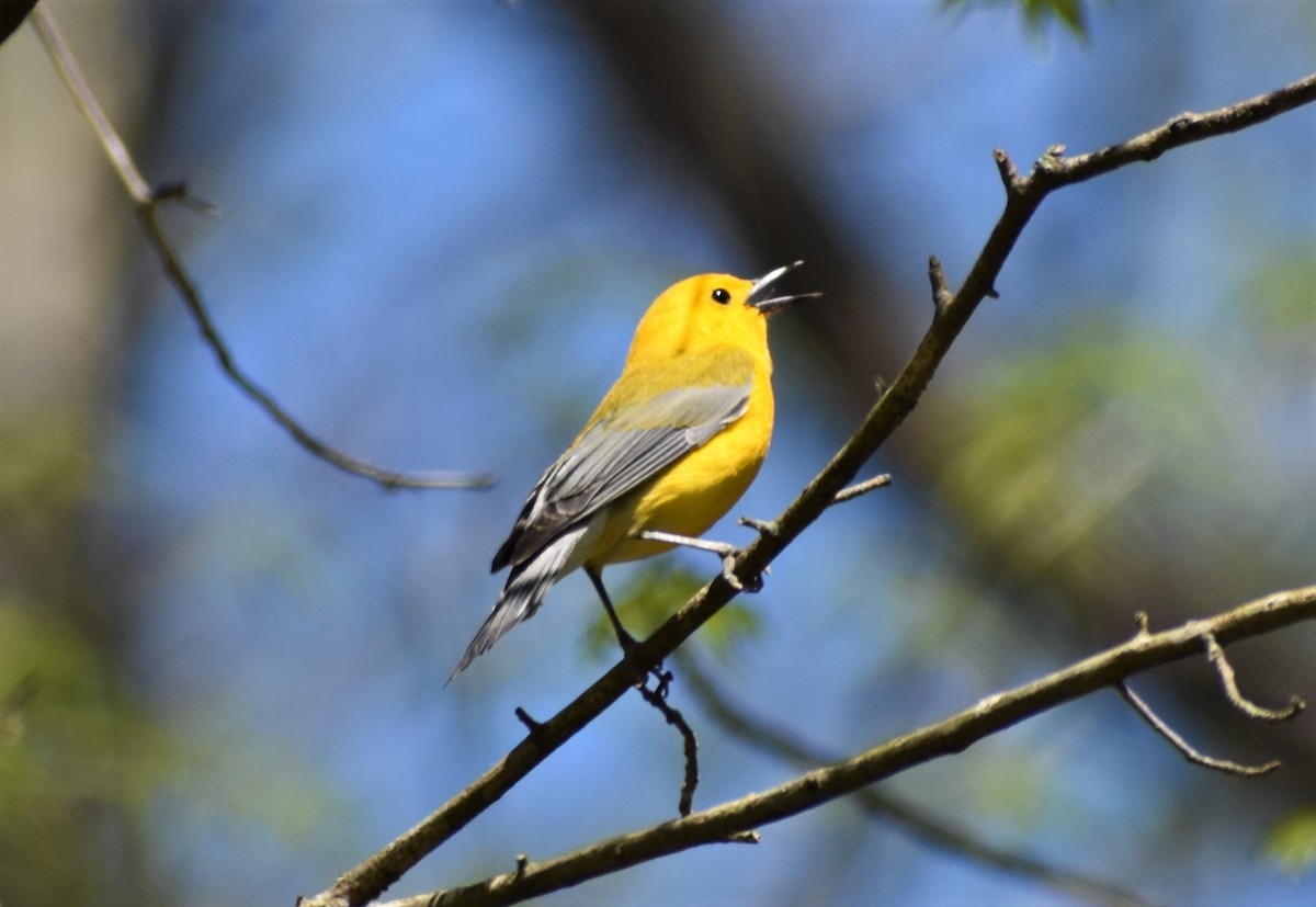 Prothonotary Warbler - ML556443371
