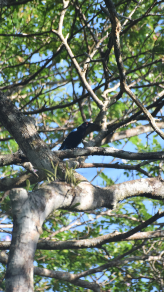 Palawan Fairy-bluebird - ML55644581