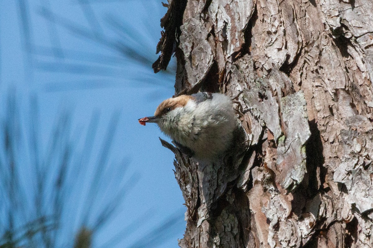 Brown-headed Nuthatch - ML556445821