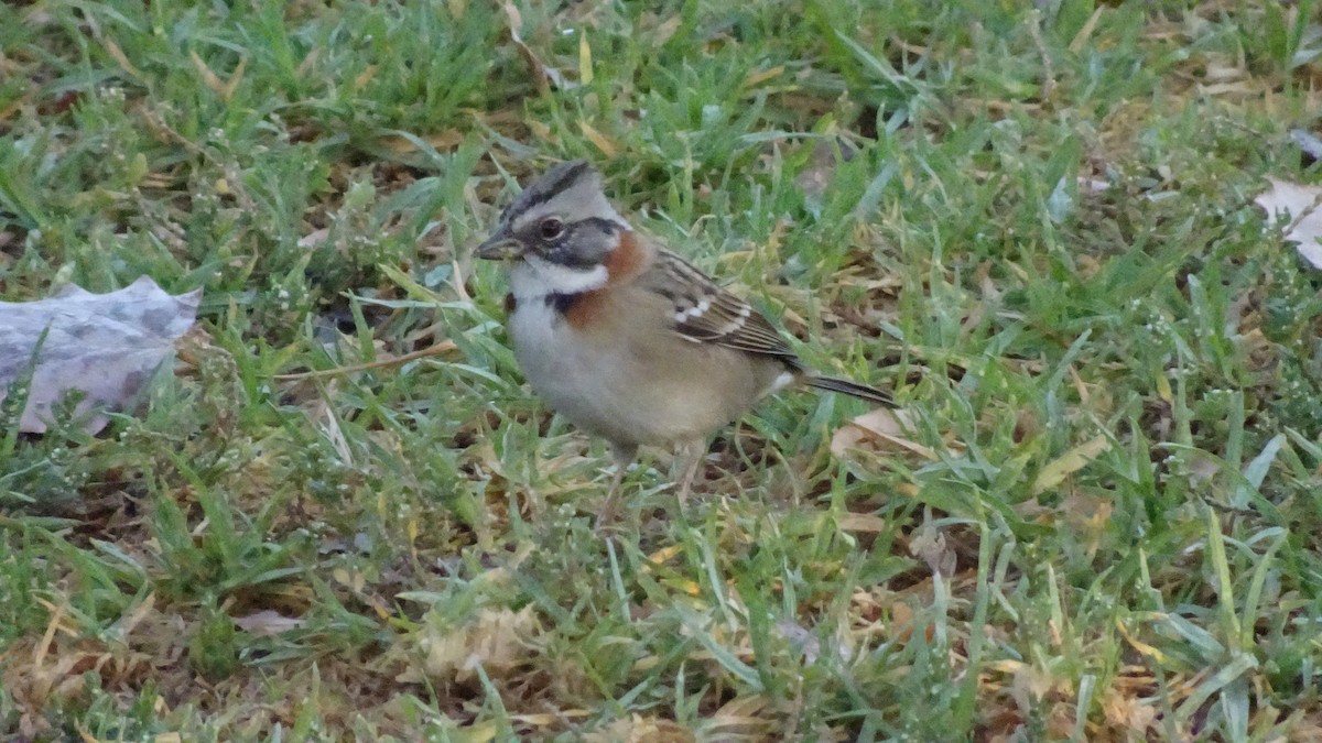 Rufous-collared Sparrow - ML556446141