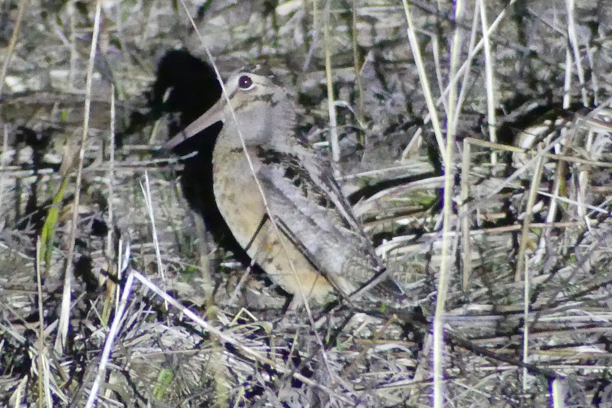 American Woodcock - ML556446421