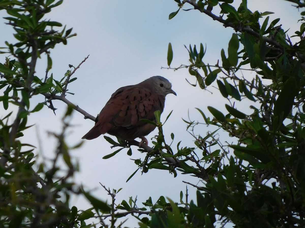 Ruddy Ground Dove - Diego Cáceres Bentancor