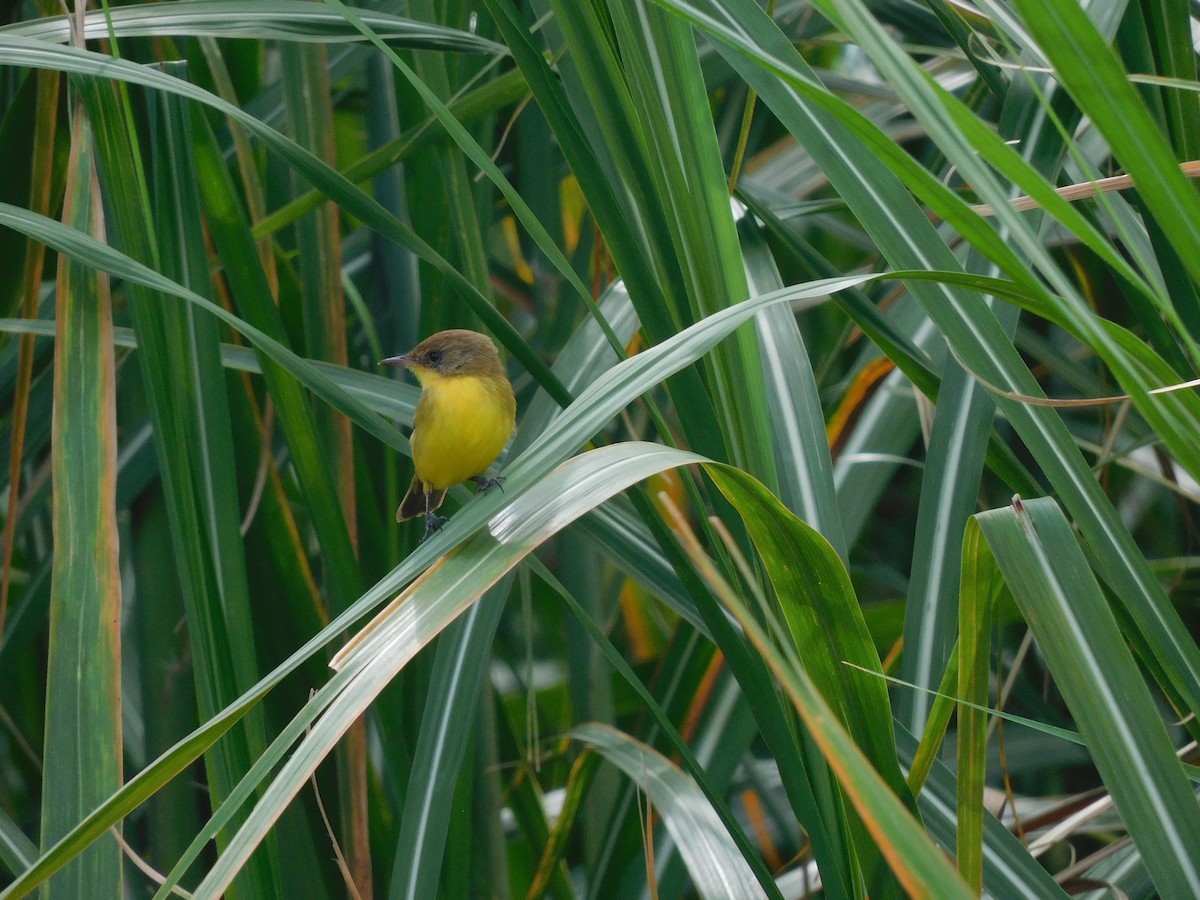 Warbling Doradito - ML556447381