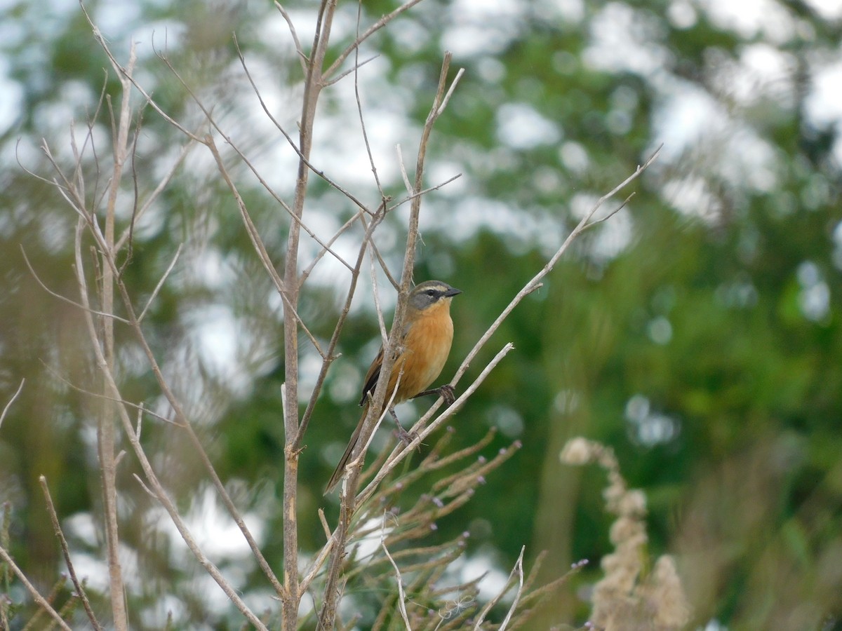 Long-tailed Reed Finch - Diego Cáceres Bentancor