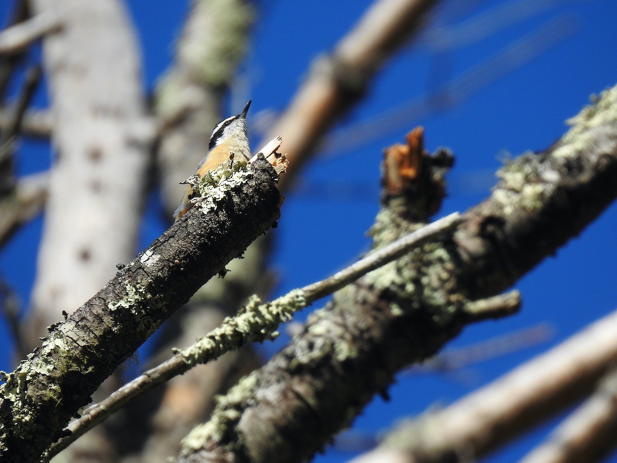 Red-breasted Nuthatch - ML556449801