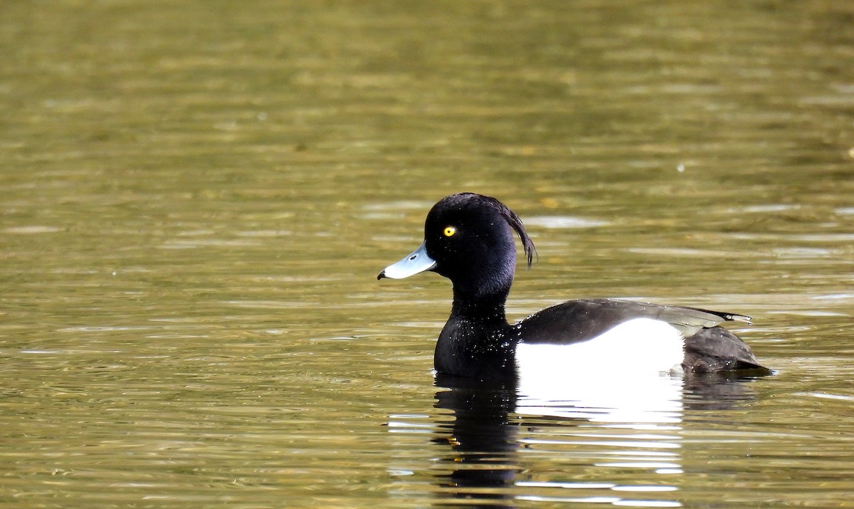 Tufted Duck - ML556449861