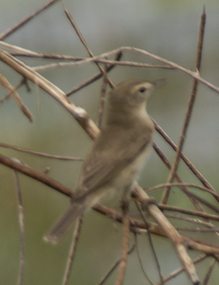 Booted Warbler - ML556450491